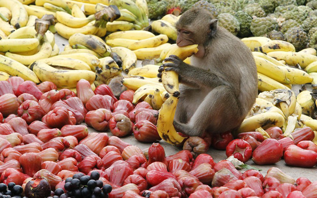 Lễ hội buffet dành cho khỉ vừa được tổ chức tại tỉnh Lopburi, Thái Lan vào ngày 25/11.